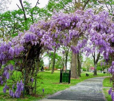 Glicynia &#39;Amethyst Falls&#39; Wisteria frutescens