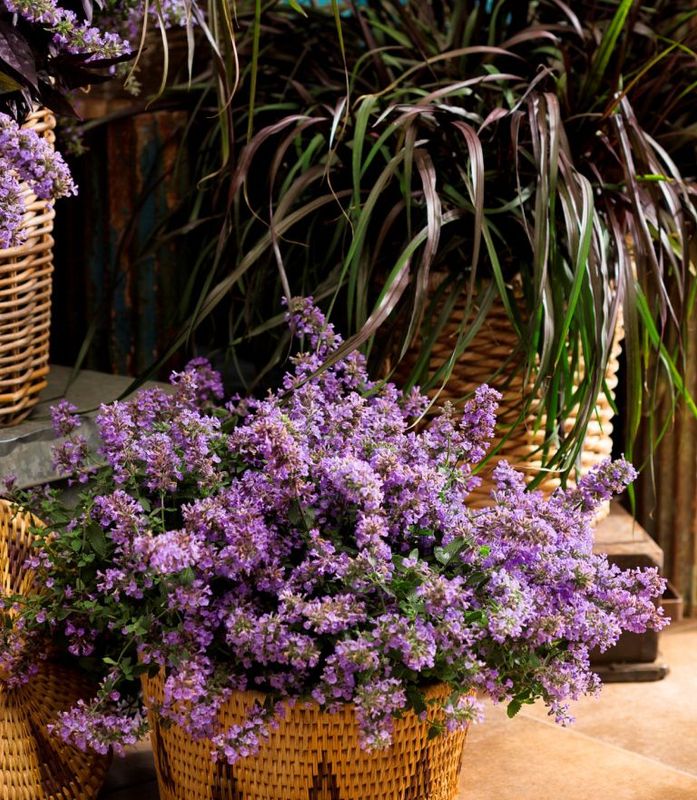 Kocimiętka &#39;Cats Meow&#39; Nepeta faassenii