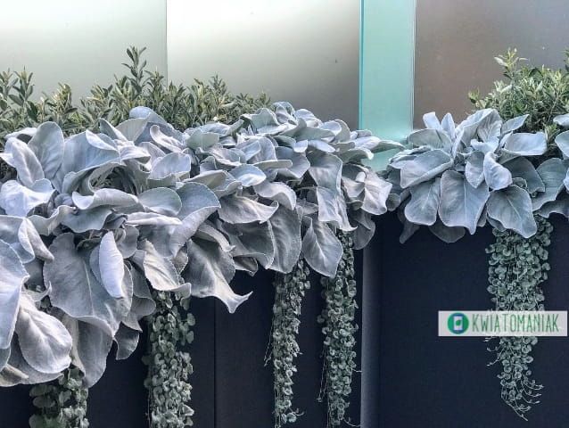 Skrzydła Anioła &#39;Angel Wings&#39; Senecio candidans