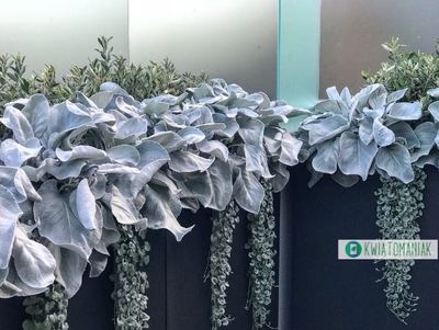 Skrzydła Anioła 'Angel Wings' Senecio candidans