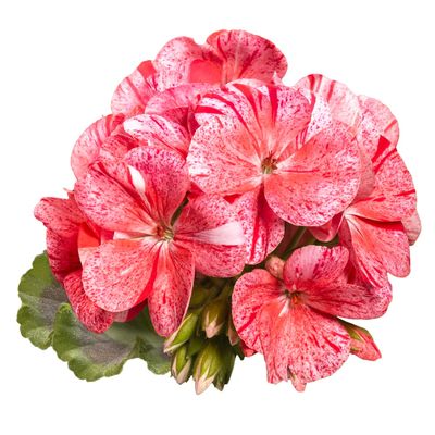 Pelargonia stojąca Mozaikowa czerwona Pelargonium zonale