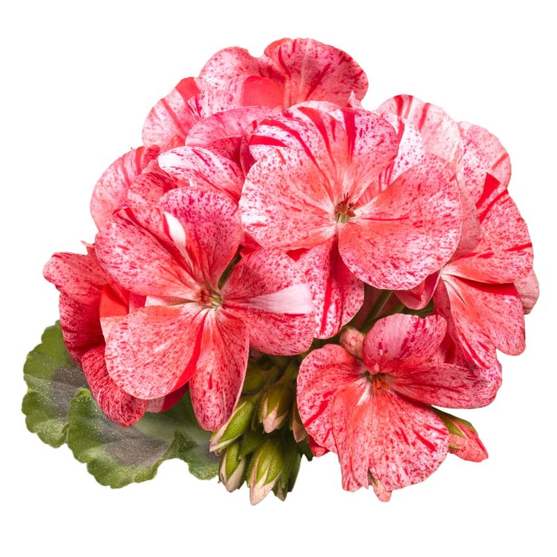 Pelargonia stojąca Mozaikowa czerwona Pelargonium zonale