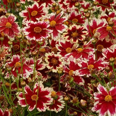 Nachyłek &#39;Ruby Frost&#39; Coreopsis