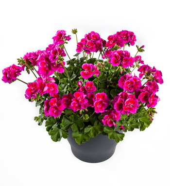 Pelargonia hybrydowa stojąca &#39;Calliope Lavender Splash&#39; Pelargonium interspecific