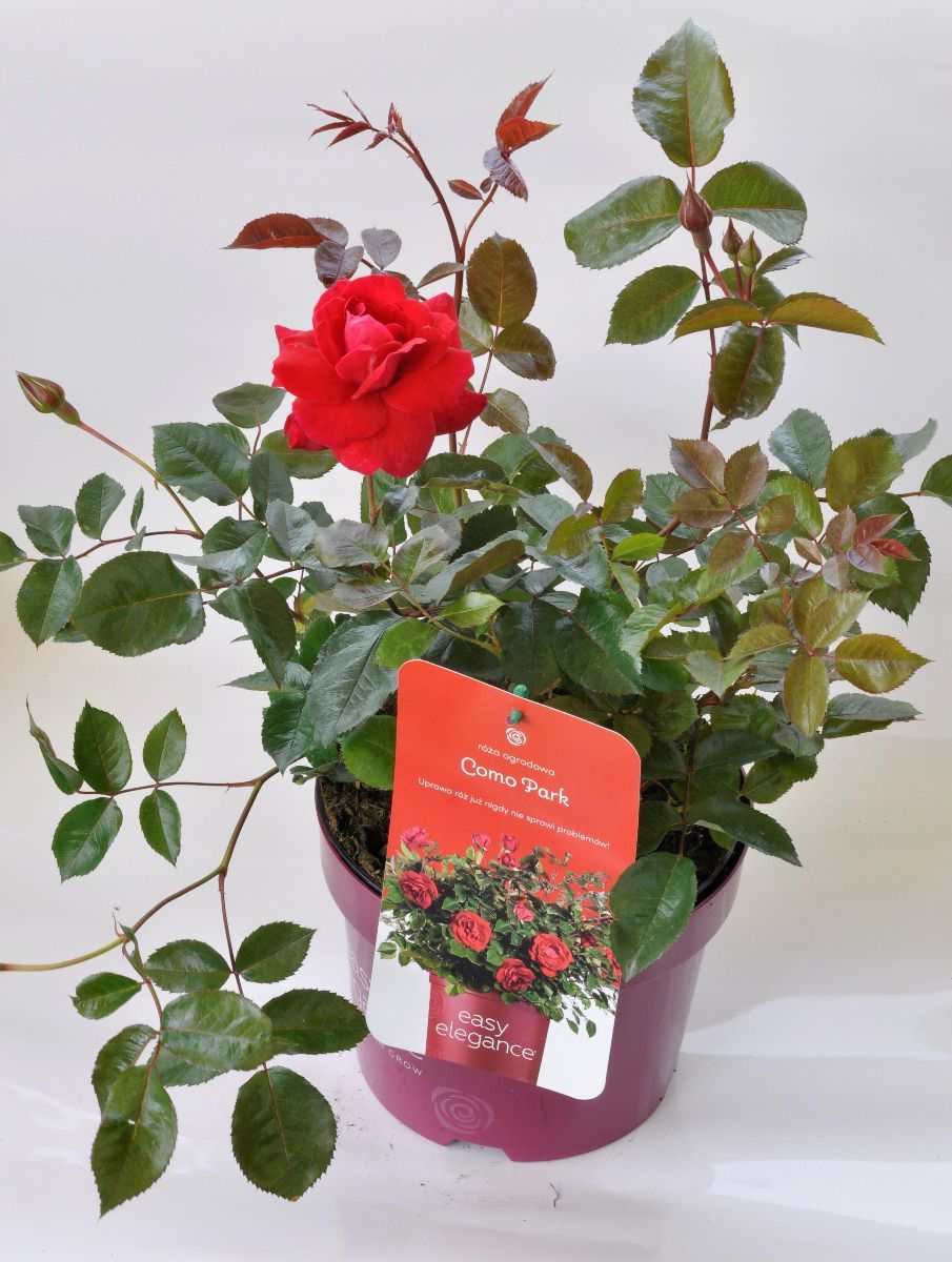Róża stojąca &#39;Easy Elegance® Como Park&#39; Rosa hybrida