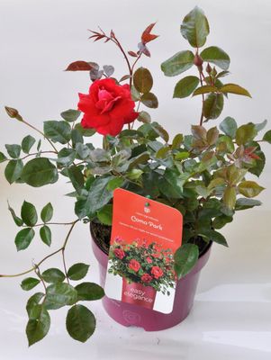 Róża stojąca &#39;Easy Elegance® Como Park&#39; Rosa hybrida