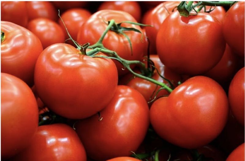 Pomidor holenderski 'Robin'