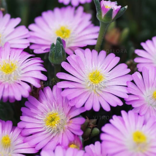 Słonecznica &#39;Jewel of Desert Rosequartz&#39; Delosperma cooperi