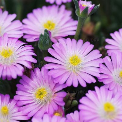 Słonecznica &#39;Jewel of Desert Rosequartz&#39; Delosperma cooperi