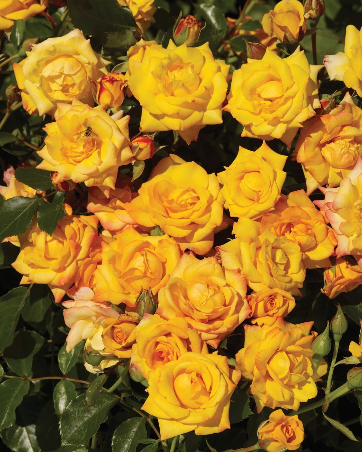 Róża pnąca &#39;Courtyard® Redova™ Poulcy030(N)&#39; Rosa hybrida