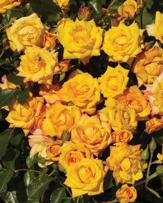 Róża pnąca &#39;Courtyard® Redova™ Poulcy030(N)&#39; Rosa hybrida