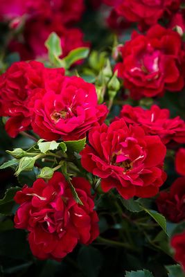 Róża okrywowa &#39;Drift® Red&#39; Rosa hybrida