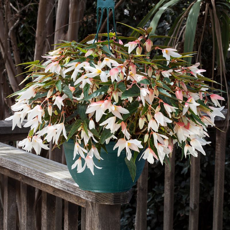 Begonia zwisająca boliwijska biała