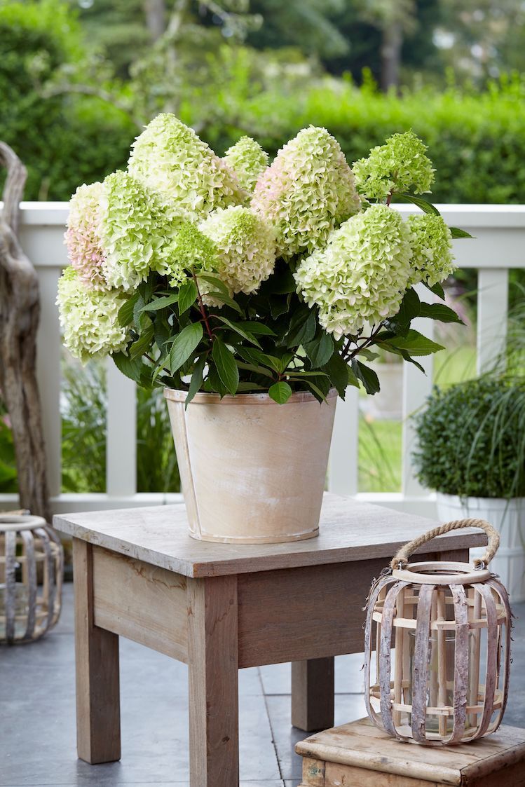 Hortensja bukietowa &#39;Little Fresco&#39; Hydrangea paniculata