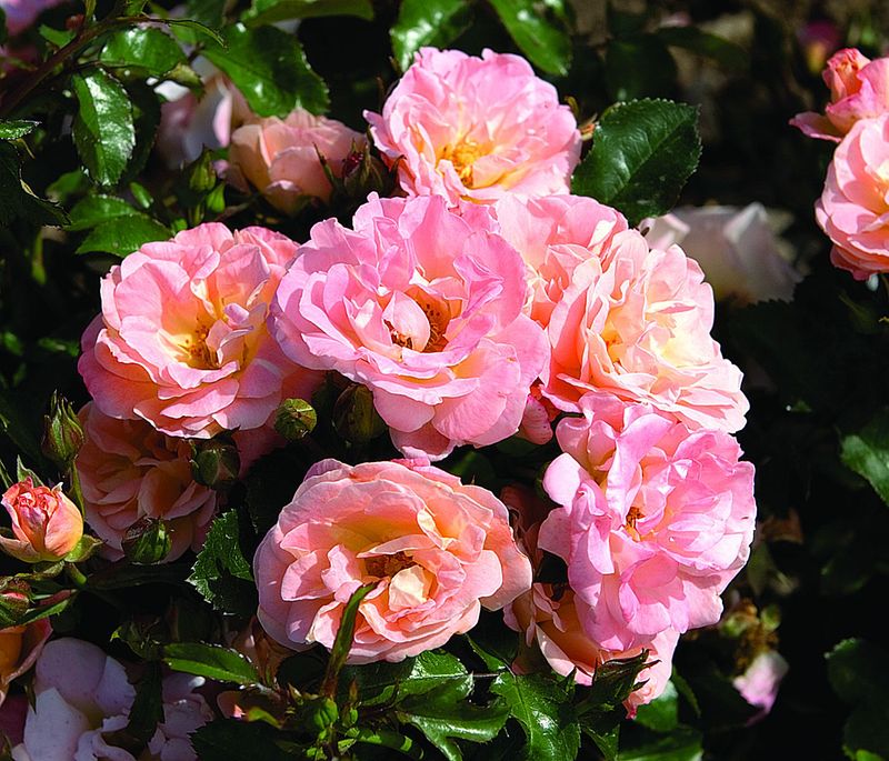 Róża okrywowa &#39;Drift® Peach&#39; Rosa hybrida