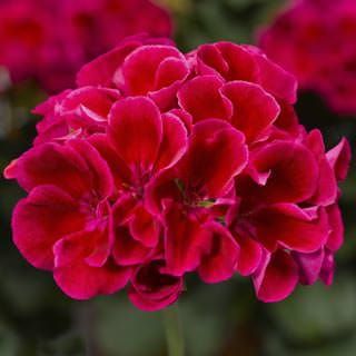 Pelargonia hybrydowa stojąca &#39;Calliope Red Splash&#39; Pelargonium interspecific