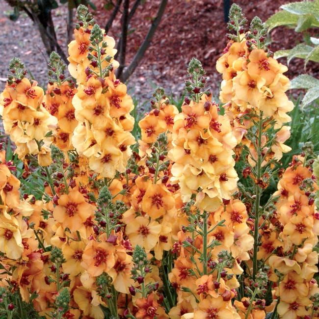 Dziewanna &#39;Honey Dijon&#39; Verbascum hybrida