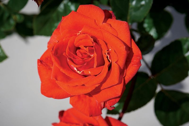 Róża stojąca &#39;Renaissance® Odelia™ Poulren031(N)&#39; Rosa hybrida