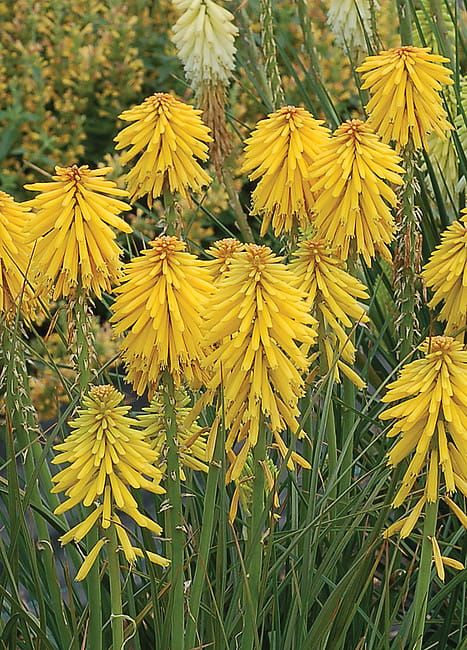 Trytoma &#39;Popsicle™ Banana&#39; Kniphofia hybrida