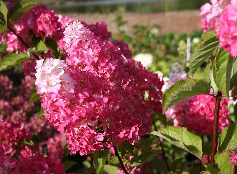 Hortensja bukietowa &#39;MalinLove&#39; Hydrangea paniculata