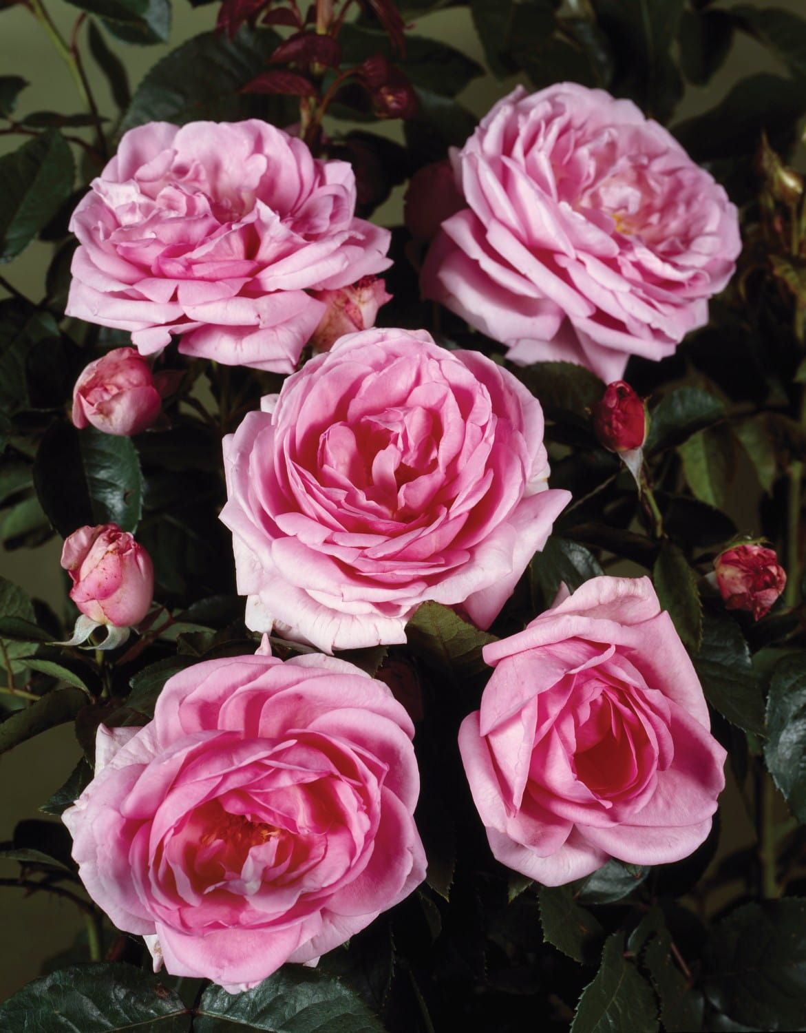 Róża stojąca &#39; Renaissance® Ghita™ Poulren013(N)&#39; Rosa hybrida