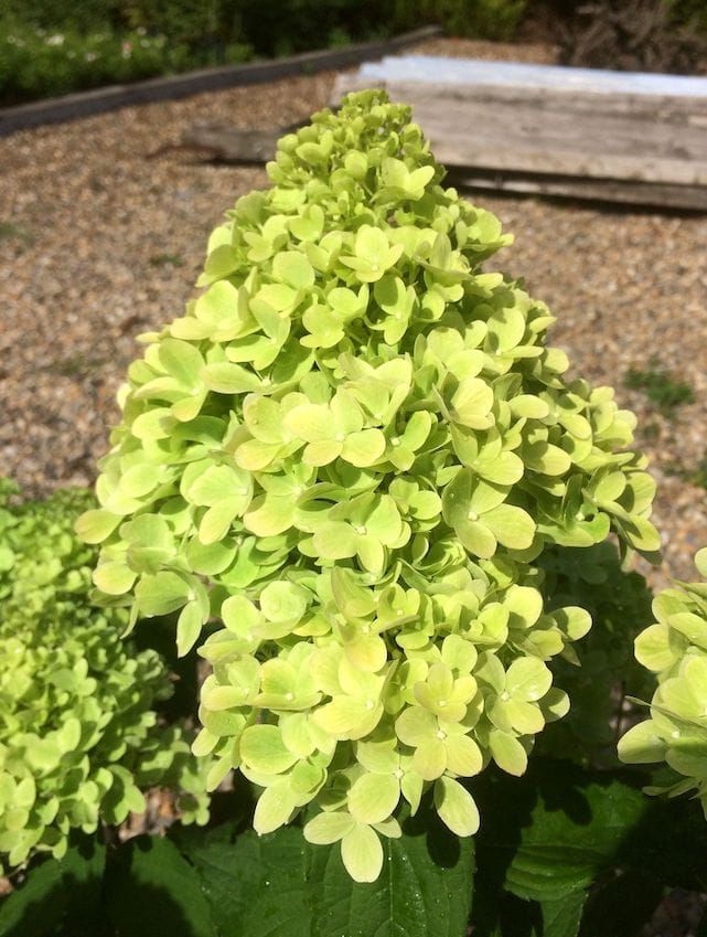 Hortensja bukietowa &#39;Mojito&#39;® Hydrangea paniculata