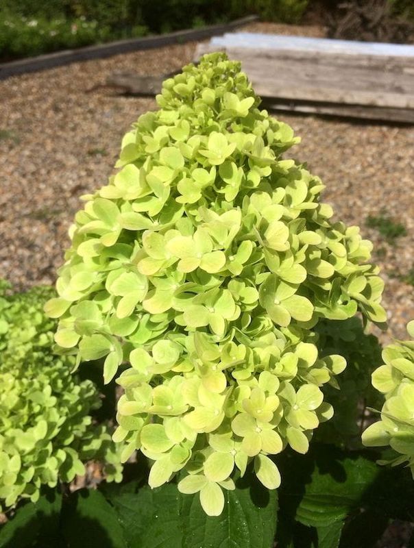 Hortensja bukietowa &#39;Mojito&#39;® Hydrangea paniculata