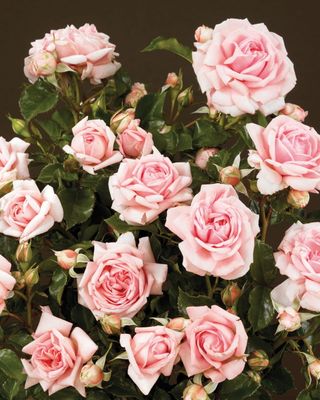 Róża pnąca &#39;Courtyard® Mamma Mia™ Poulcy013(N)&#39; Rosa hybrida