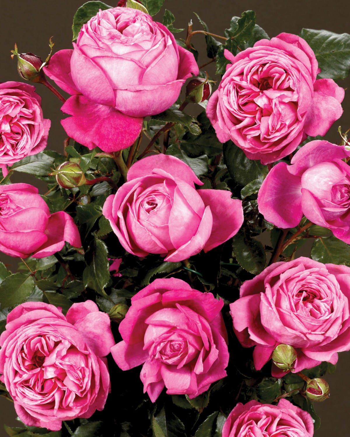 Róża stojąca &#39;Renaissance™ Natalie™ Poulren014(N)&#39; Rosa hybrida