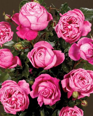Róża stojąca &#39;Renaissance™ Natalie™ Poulren014(N)&#39; Rosa hybrida