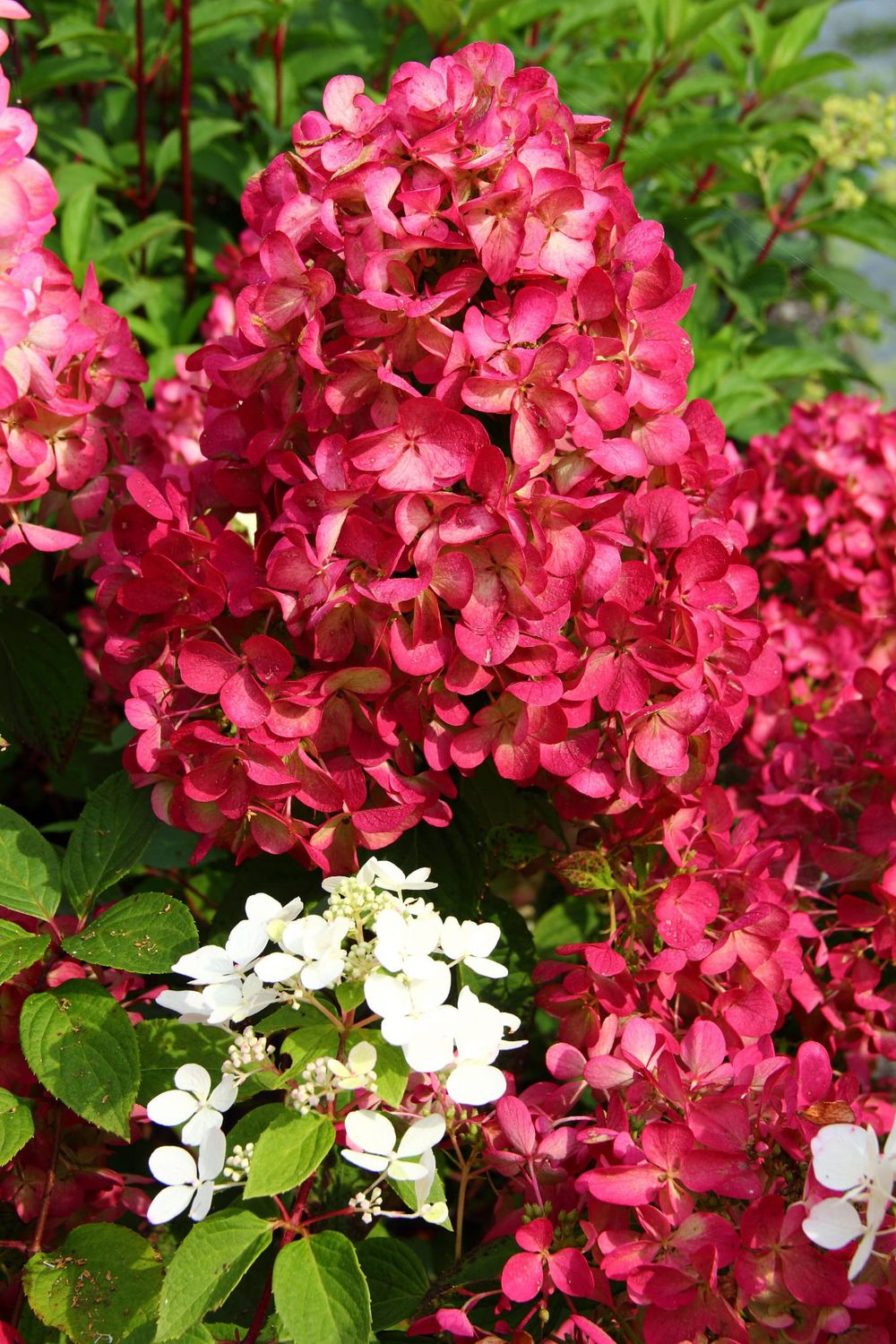 Hortensja bukietowa &#39;Diamant Rogue&#39;® Hydrangea paniculata