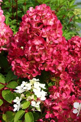 Hortensja bukietowa &#39;Diamant Rogue&#39;® Hydrangea paniculata