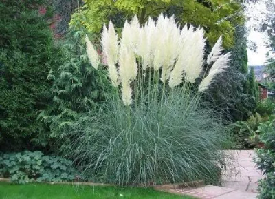 Trawa pampasowa biała Cortaderia