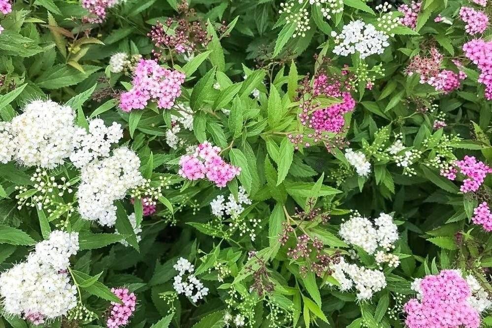 Tawuła japońska &#39;Shirobana&#39; Spiraea japonica