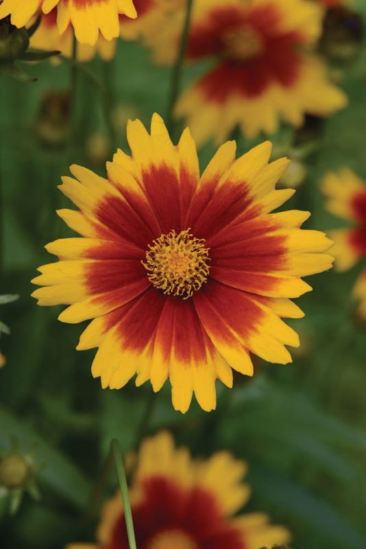 Nachyłek &#39;UpTick™ Gold &amp; Bronze&#39; Coreopsis verticillata