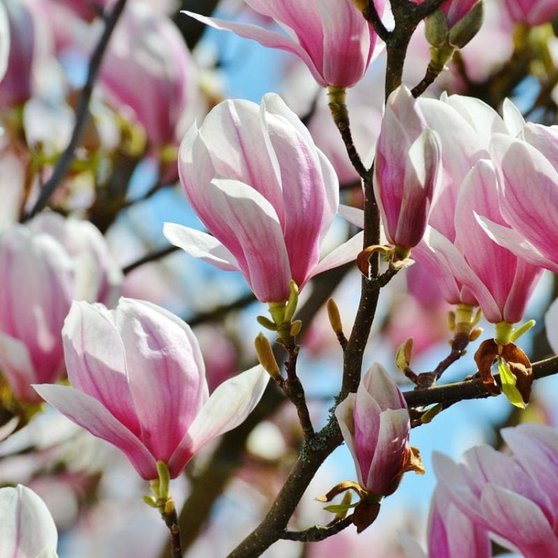 Magnolia &#39;Henry Kern&#39; Magnolia soulangeana