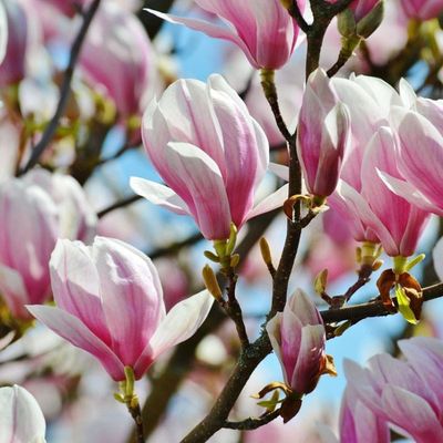 Magnolia &#39;Henry Kern&#39; Magnolia soulangeana