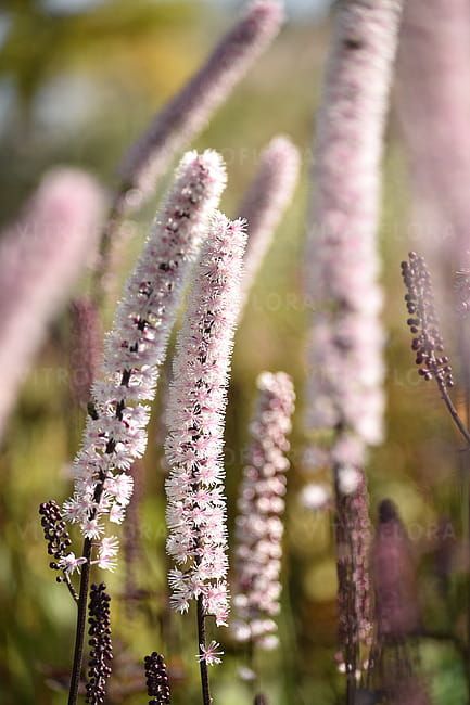 Świecznica &#39;Pink Spike&#39; Actaea simplex