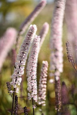 Świecznica &#39;Pink Spike&#39; Actaea simplex
