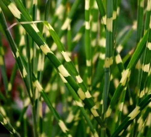 Miskant chiński &#39;Strictus Draft&#39; Miscanthus sinensis
