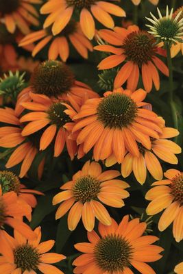 Jeżówka &#39;Lakota Orange&#39; Echinacea hybrida