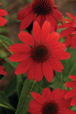 Jeżówka &#39;Sombrero® Salsa Red&#39; Echinacea hybrida