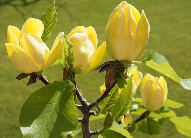Magnolia &#39;Yellow Bird&#39;