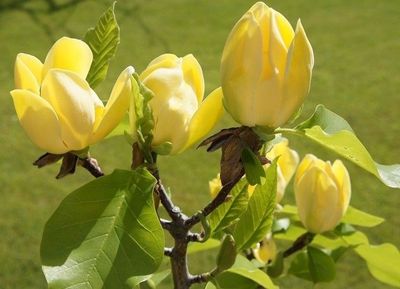 Magnolia &#39;Yellow Bird&#39;