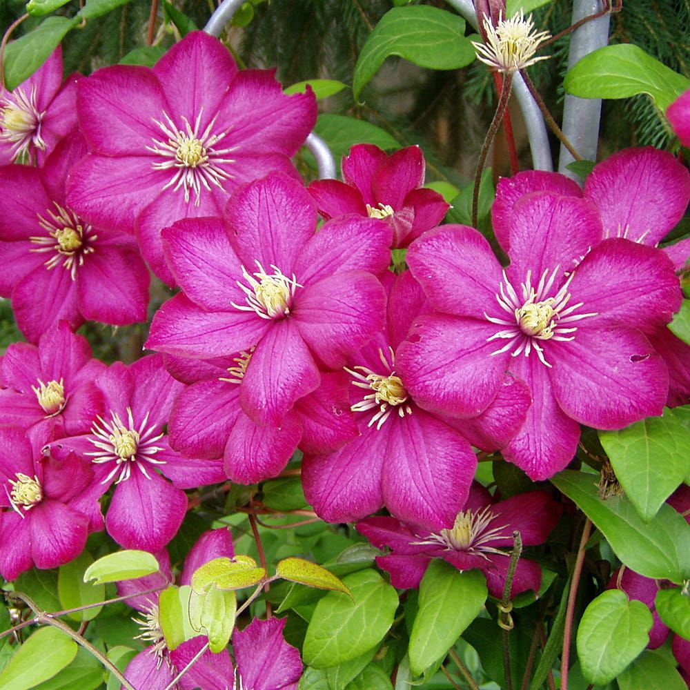 Powojnik &#39;Sympatia&#39; Clematis