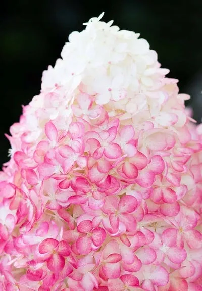 Hortensja bukietowa &#39;Living Pink &amp; Rose&#39;® Hydrangea paniculata