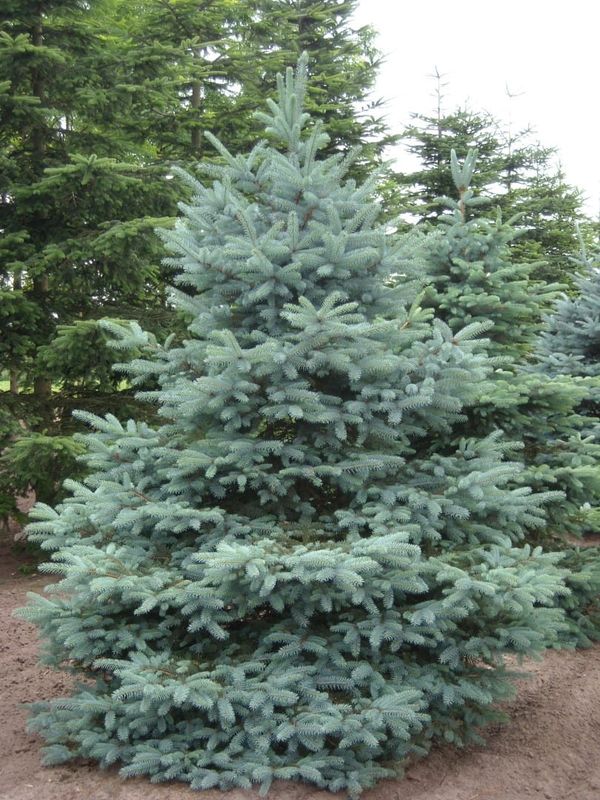 Świerk srebrny Picea pungens