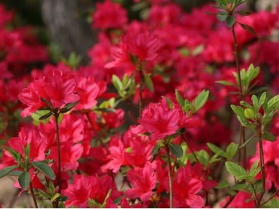 Azalia japońska 'Canzonetta' Azalea japonica