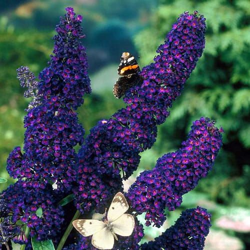Buddleja &#39;Black Knight&#39; Buddleja davidii