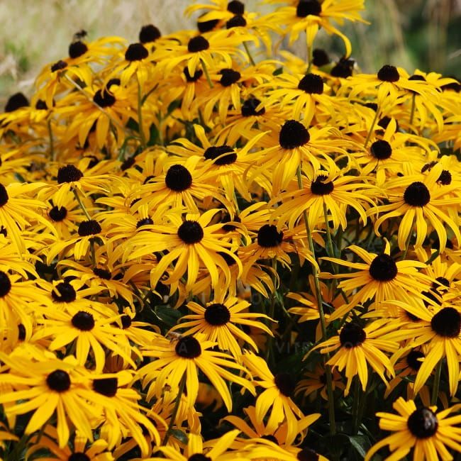 Rudbekia &#39;Goldsturm&#39; Rudbeckia fulgida
